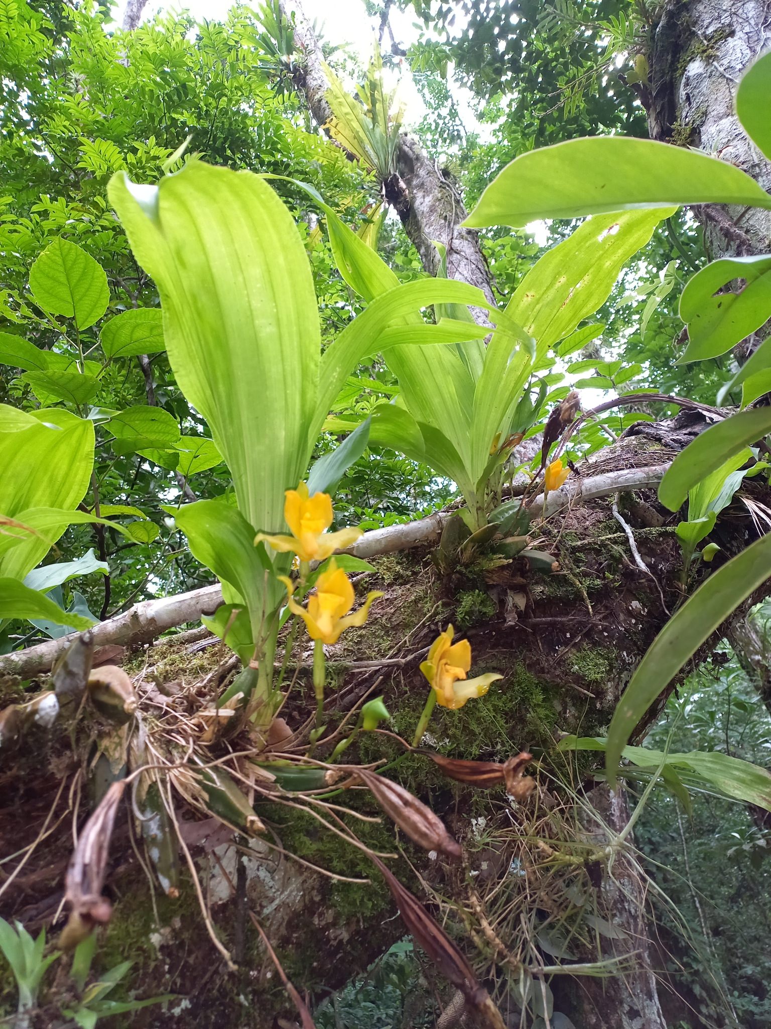 Lycaste cruenta